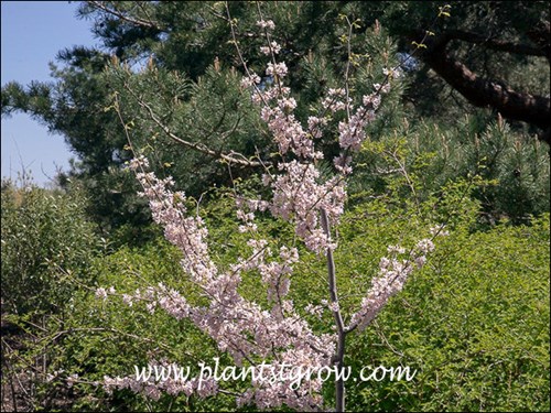 Pauline Lily definitely has a different colored flower. Sometimes almost white with a pink ting. (end of April)